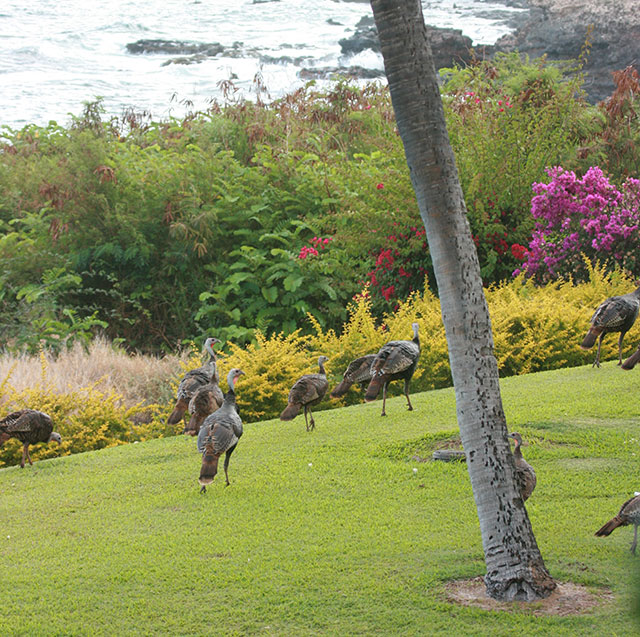 A Turkey Cameo