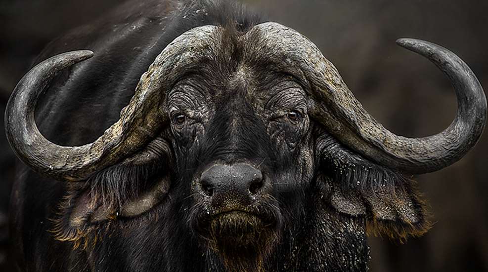 massaro_buffalo_mind_f.jpg