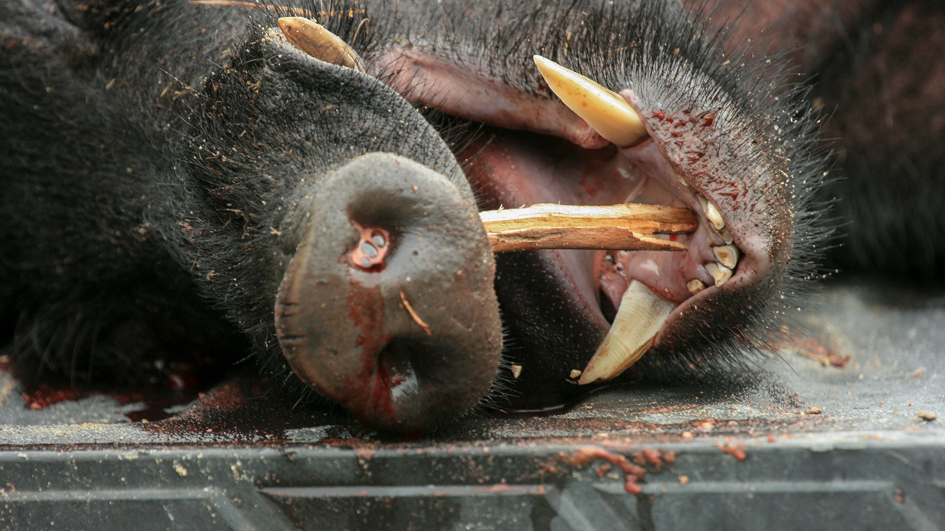 Hog cutters