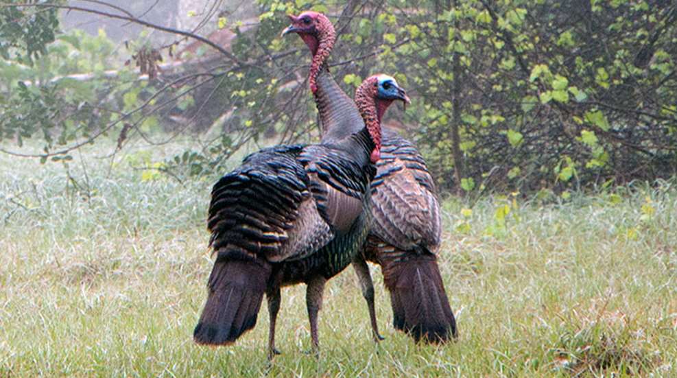 gobbler_speak_f.jpg