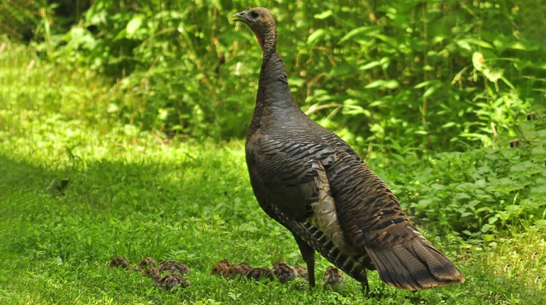 Count Some Quail, Tally Some Turkeys | An Official Journal Of The NRA