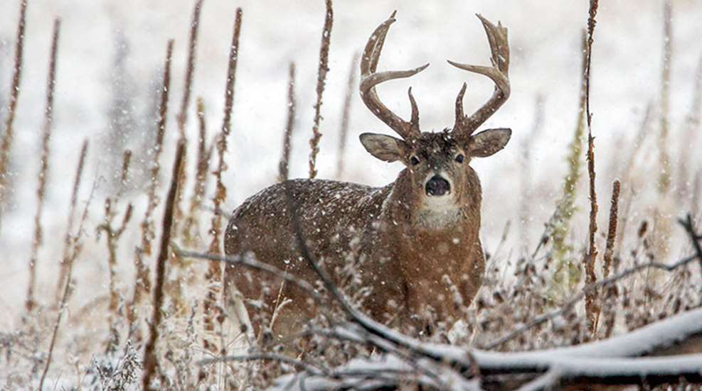 wnterwhitetails_lead.jpg
