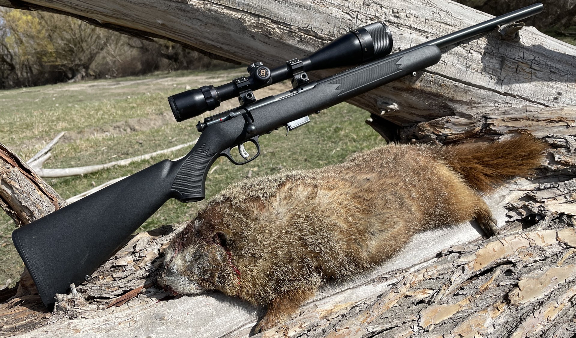 Marmot