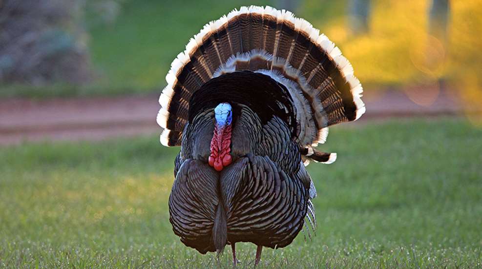 top10turkeystates_lead.jpg