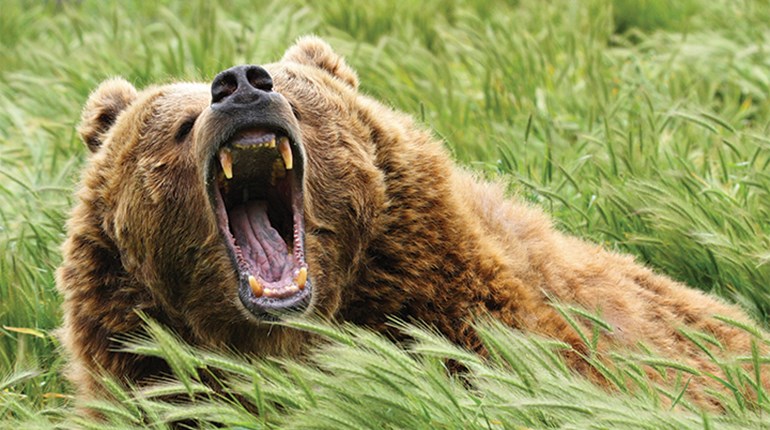 In Defense of Life or Property: Do Bears Warrant a Warning Shot? | An Official Journal Of The NRA