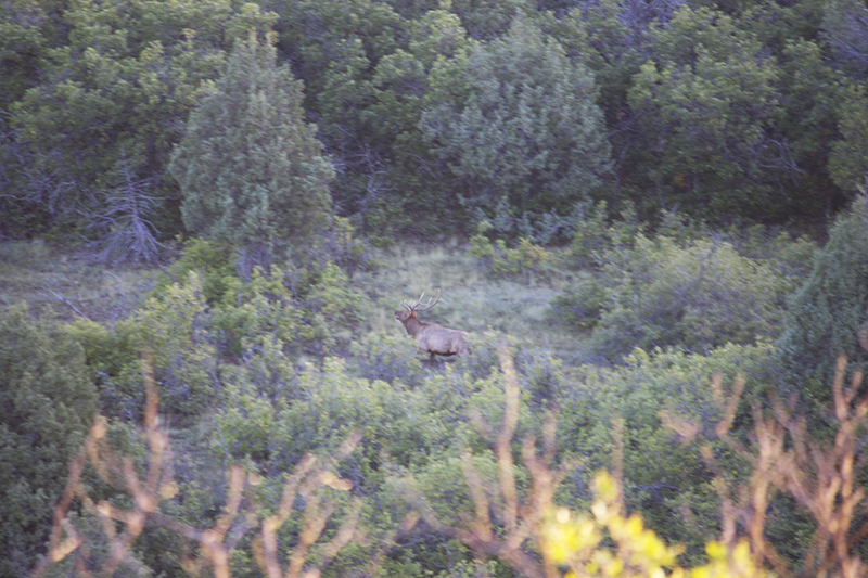 Elk Sighting