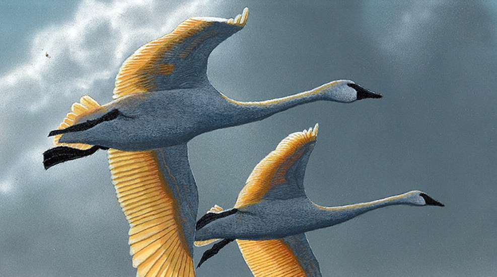 junior_duck_stamp_winner_f.jpg