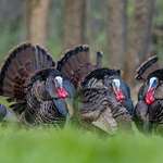 How To Decipher Turkey Movement Lead