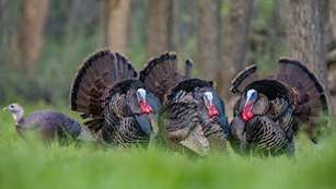 How To Decipher Turkey Movement Lead