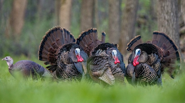 How to Decipher Turkey Movement | An Official Journal Of The NRA