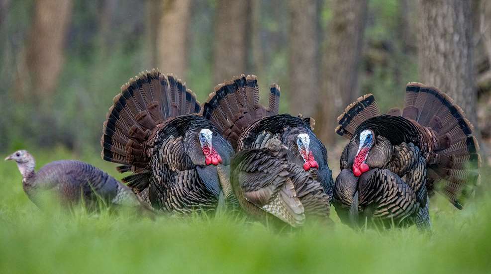 How To Decipher Turkey Movement Lead