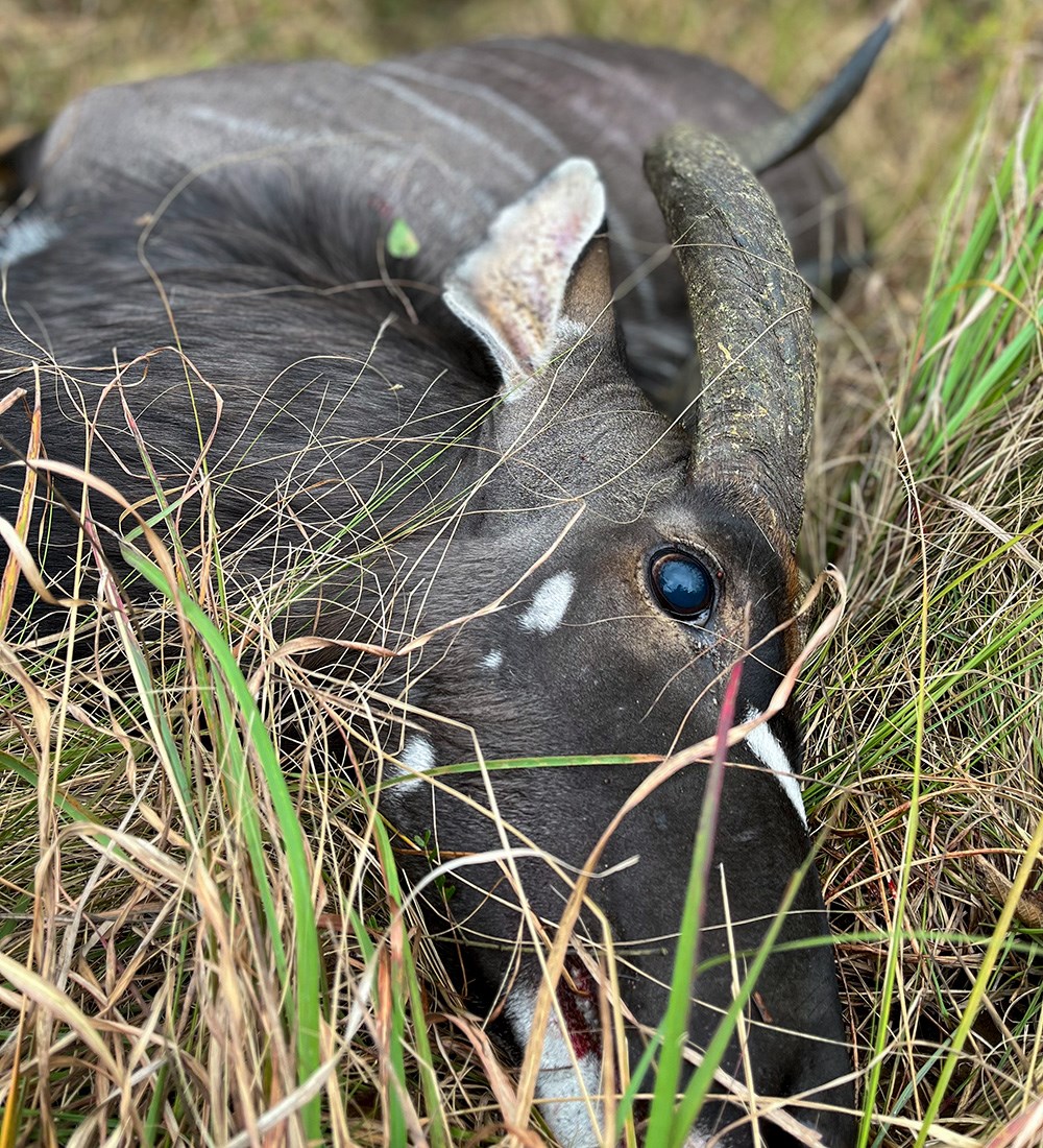Nyala bull laying on the ground in South Africa with focus on head and left eye.