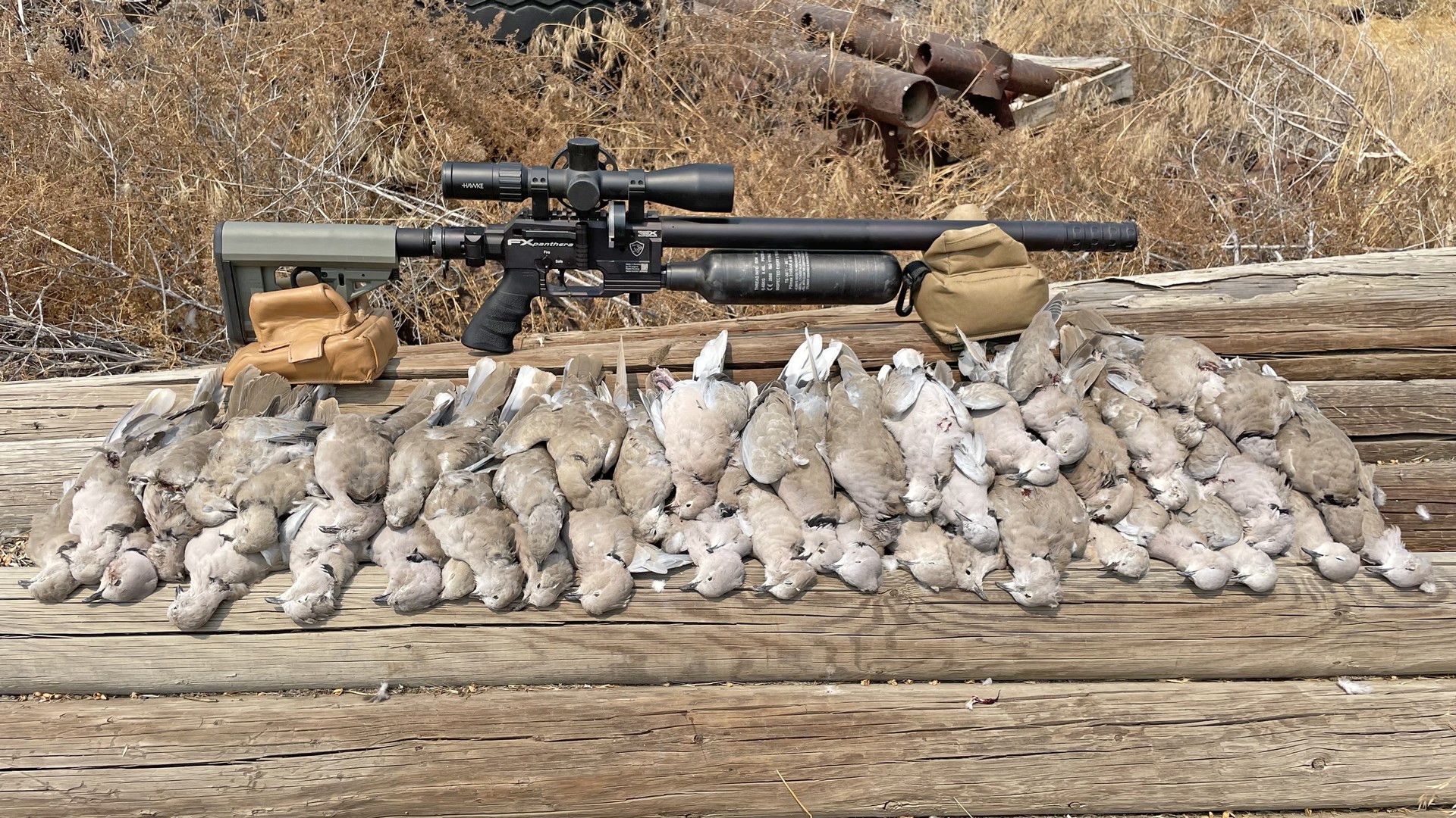 Eurasian doves