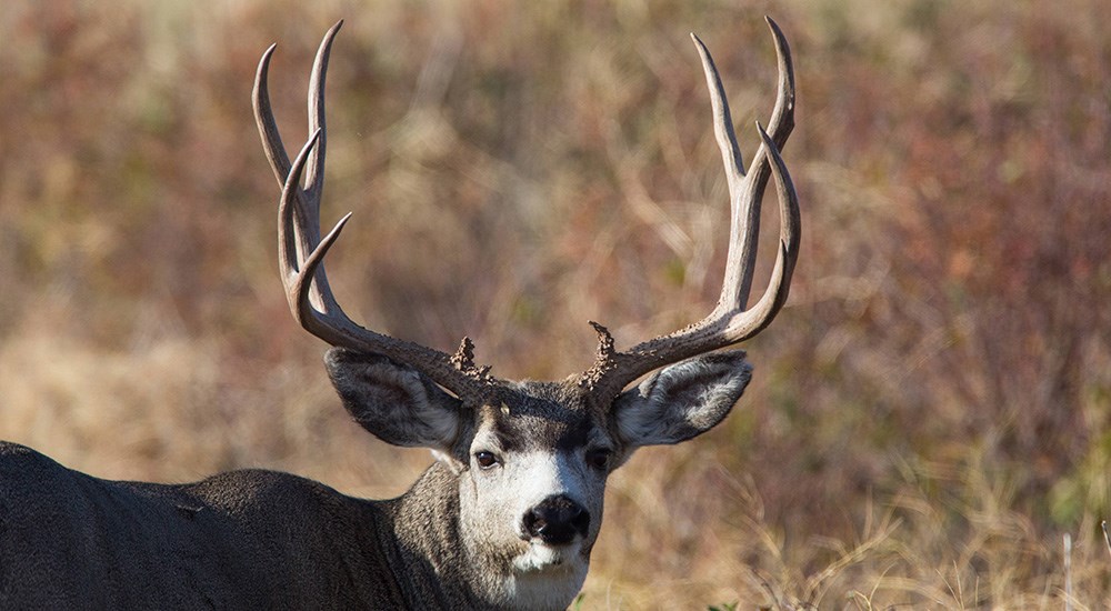 Mule Deer Buck in fall vegetation.