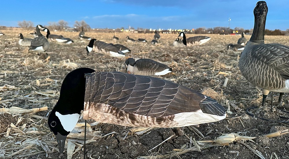 Dive Bomb Industries goose silhouette decoy staked in corn field.