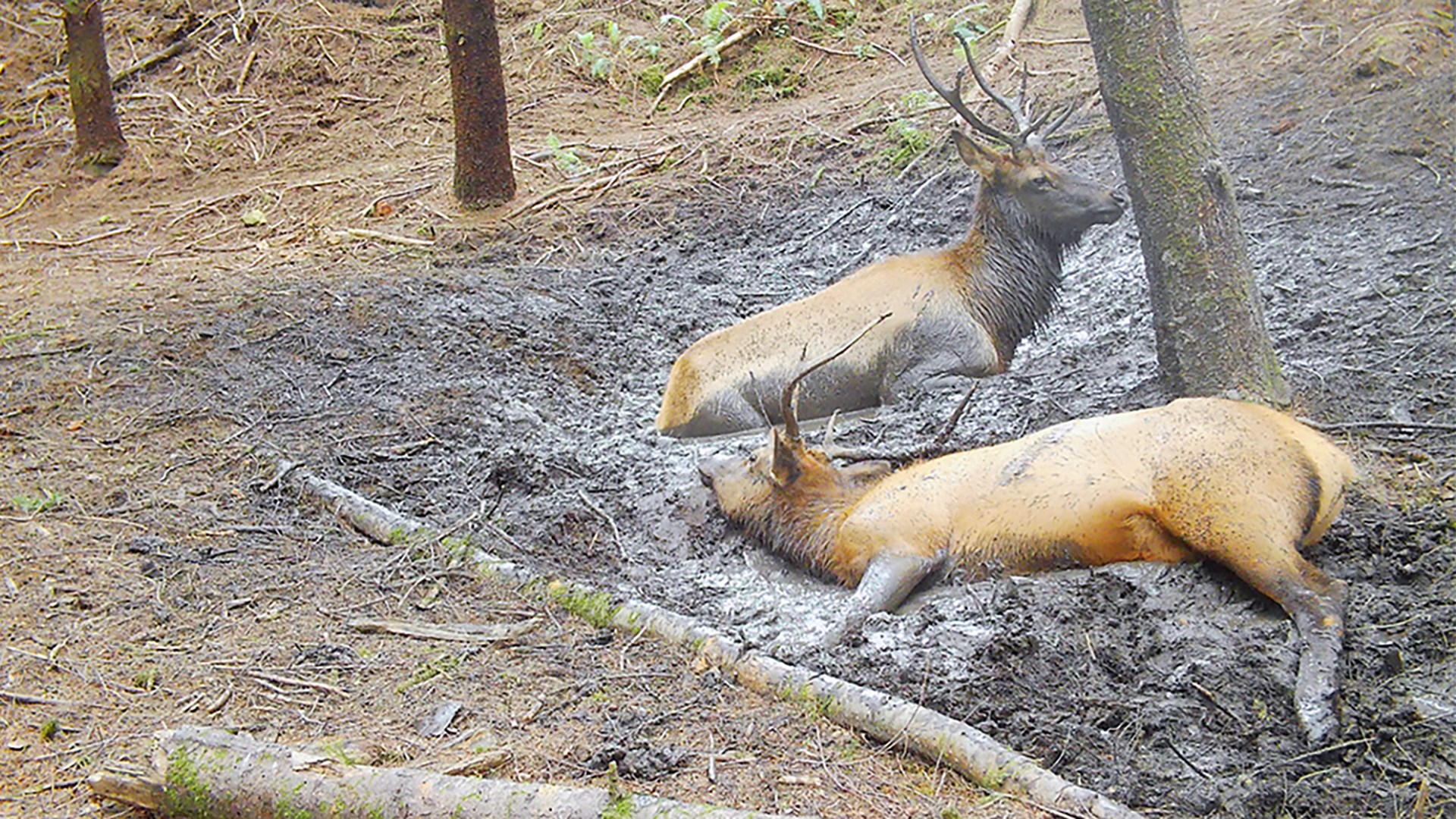 Elk Wallowing