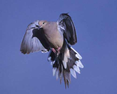 dove in flight