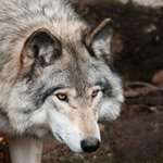 Michigan Wolf