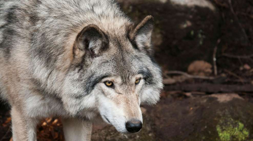 Michigan Wolf