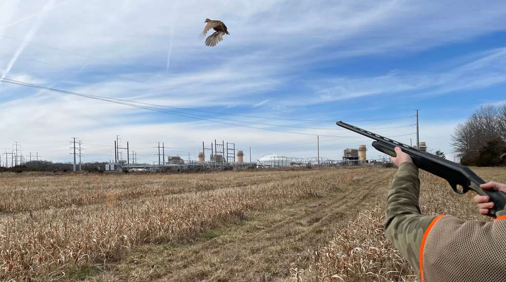 Pheasant Flying
