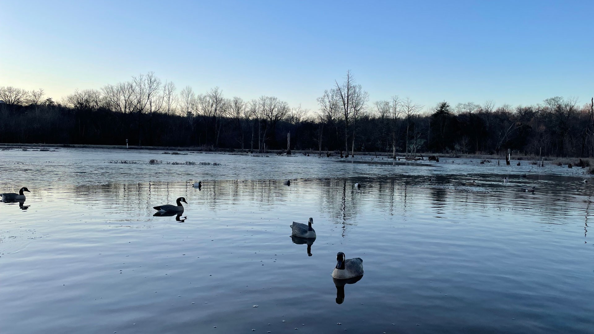 Decoy spread on water