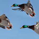 Mallards Landing