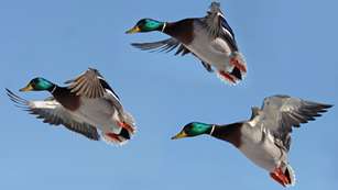 Mallards Landing