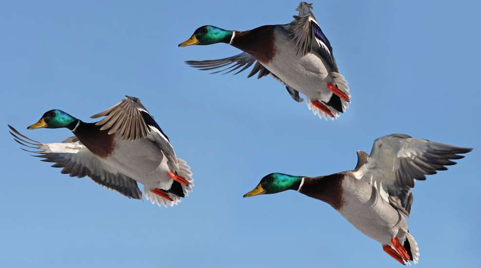 Mallards Landing