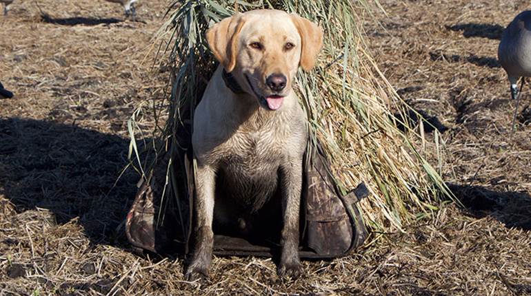 Why a Hunting Dog? | An Official Journal Of The NRA