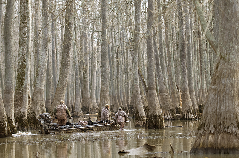 Flooded Cypress