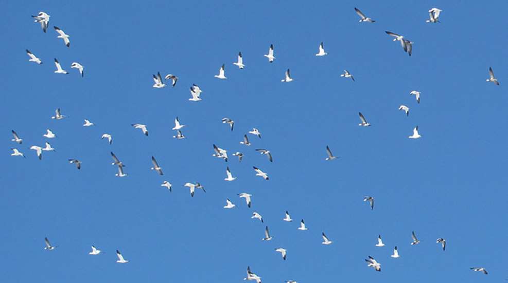 snow_geese_fall_from_sky_f.jpg