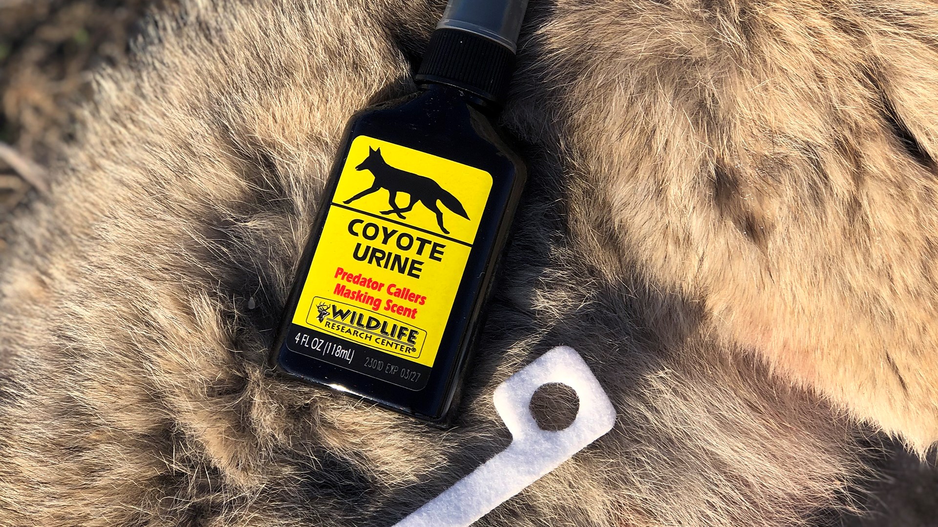 Coyote Urine