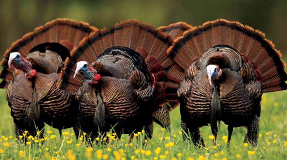10 Tips for Hunting Spring Turkeys | An Official Journal Of The NRA