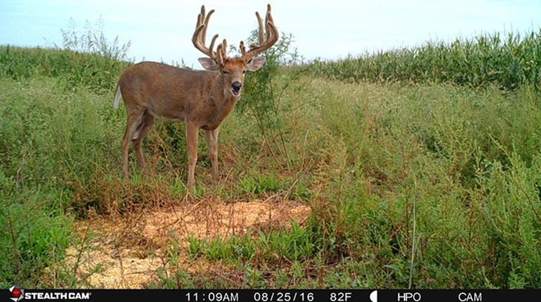 Know-How: Rack Up More Buck Pics | An Official Journal Of The NRA