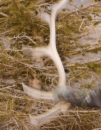 Raking a tree with elk antler to attract a bull