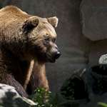 wyominggrizzlyattack_lead.jpg