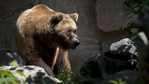 wyominggrizzlyattack_lead.jpg