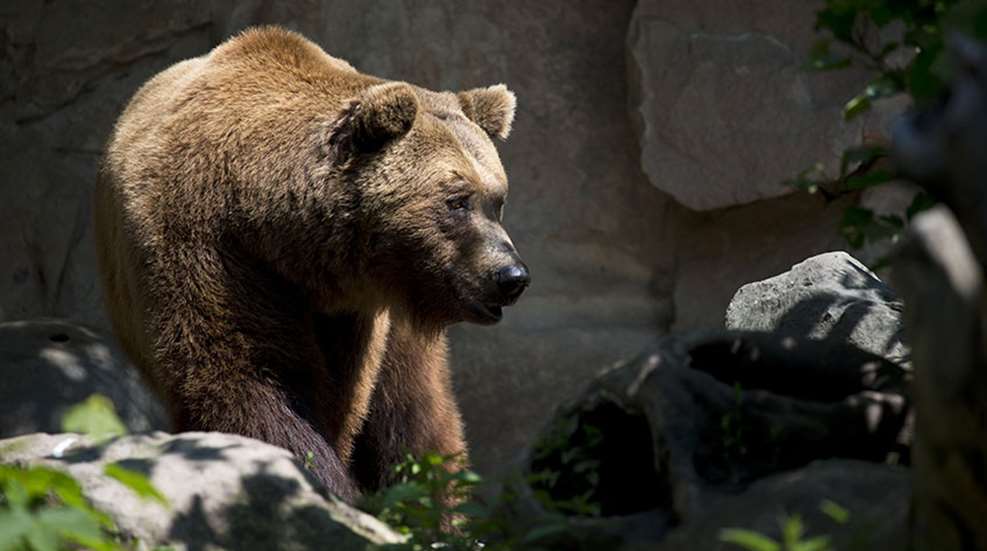 wyominggrizzlyattack_lead.jpg