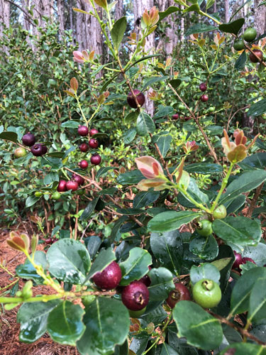 Wild Hawaiian berries and plants.