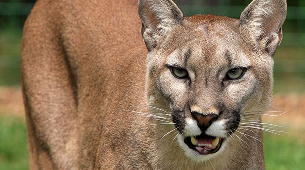 mountainlion_lead.jpg