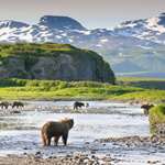 bears-in-alaska.jpg