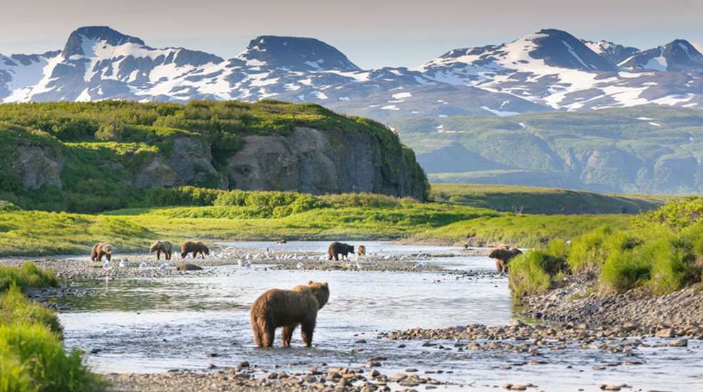 bears-in-alaska.jpg