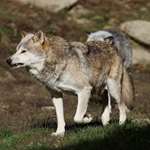 MAIN Snarling Wolf
