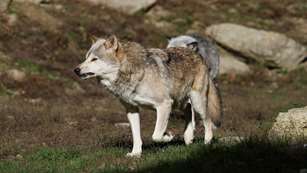 MAIN Snarling Wolf