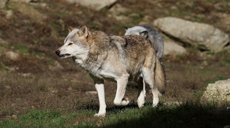 CBD Threatens Lawsuit on Wolves | An Official Journal Of The NRA