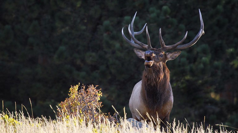An Old Man’s Handgun Elk Hunt | An Official Journal Of The NRA