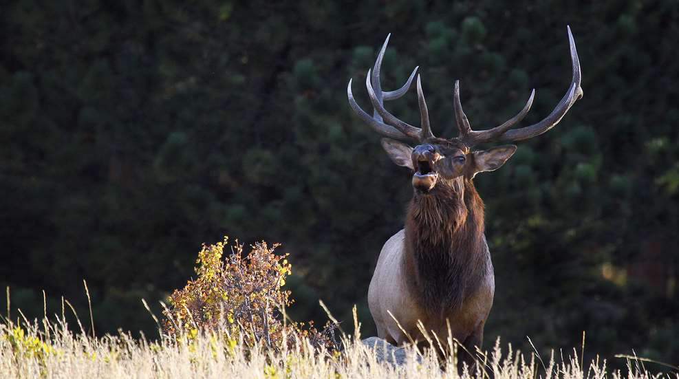 Handgun Elk Hunt Bugle