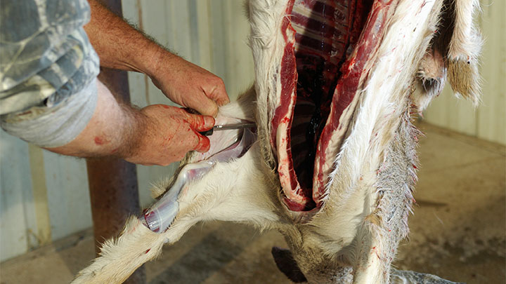 skinning up side of deer