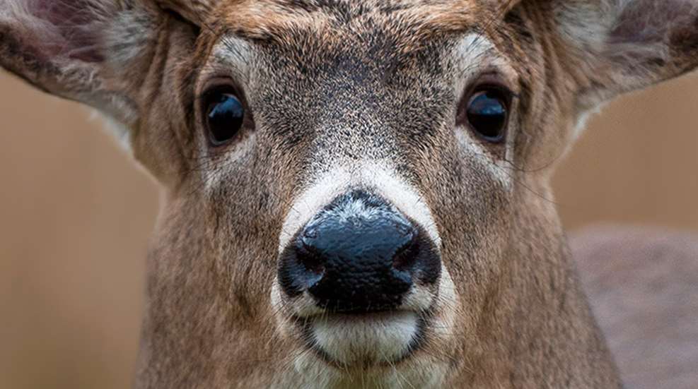 defeat_whitetails_eye_f.jpg