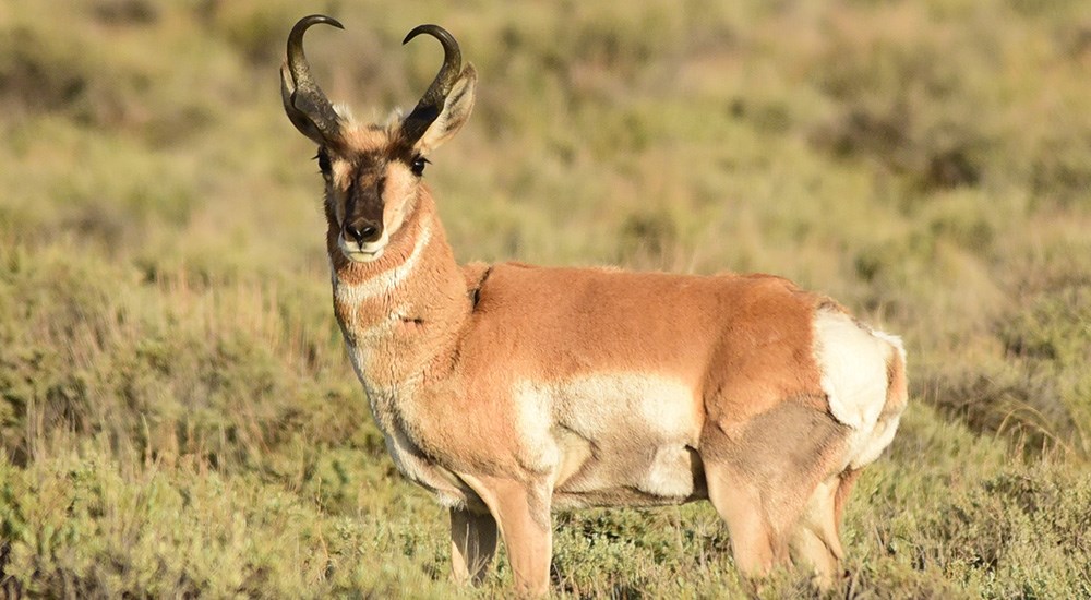 Pronghorn Antelope Buck Standing in Sage Grass